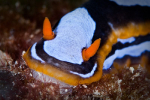 Chromodoris westraliensis at Rottnest Island.  These Nudi... by Mick Tait 